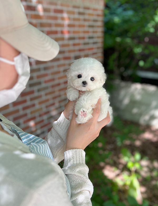 강아지 썸네일