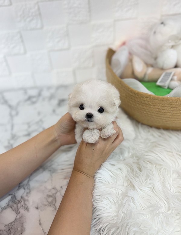 강아지 썸네일