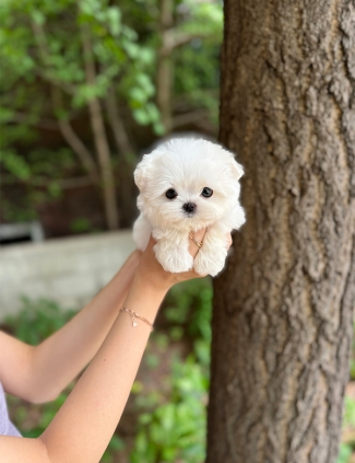 강아지분양 썸네일